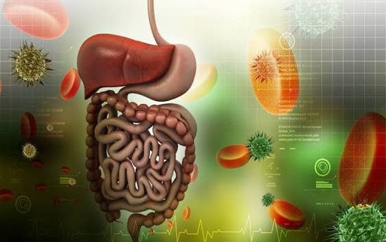 Digestive Health